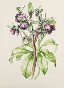 Helleborus Orientalis de Helen Ballard (Alison Cooper) - Muzeo.com
