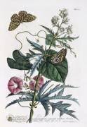 Abutilon & Convolvulus (Georg Dionysius Ehret) - Muzeo.com
