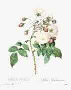 Adelia aurelianensis (Pierre Joseph Redouté) - Muzeo.com