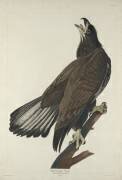 Aigle à tête blanche (John James Audubon) - Muzeo.com
