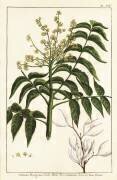 Ailanthus altissima (anonyme) - Muzeo.com