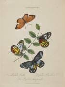 Album Donovan : Histoire naturelle de la Chine : les insectes (Edward Donovan) - Muzeo.com