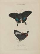 Album Donovan : Histoire naturelle de la Chine : les insectes (Edward Donovan) - Muzeo.com