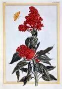Amaranthus (Pierre-Joseph Buchoz) - Muzeo.com