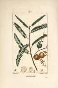 Amla (Pierre Jean Francois Turpin) - Muzeo.com