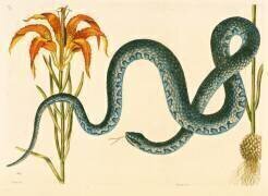Anguis (Mark Catesby) - Muzeo.com