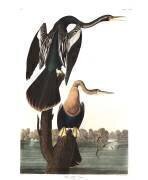 Anhinga d'Amérique (John James Audubon) - Muzeo.com