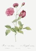 Animating China rose (Pierre Joseph Redouté) - Muzeo.com