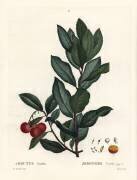 Arbutus unedo (Pierre Joseph Redouté) - Muzeo.com