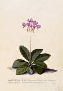 Aricula ursi (Georg Dionysius Ehret) - Muzeo.com