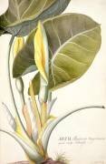 Arum maximum aegyptiacum (Georg Dionysius Ehret) - Muzeo.com