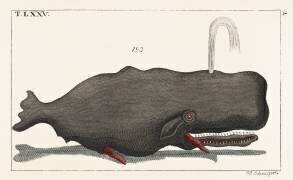 Baleine (anonyme) - Muzeo.com