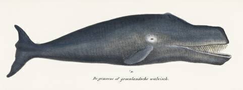 Baleine boréale (anonyme) - Muzeo.com