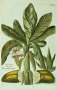 Banane (Georg Dionysius Ehret) - Muzeo.com