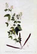Bauhinia (Georg Dionysius Ehret) - Muzeo.com