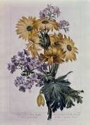 Bouquet de soleils et autres fleurs (Pierre-Joseph Buchoz) - Muzeo.com