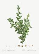 Buxus (Pierre Joseph Redouté) - Muzeo.com