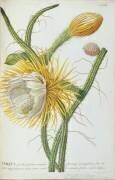 Cactus : Cereus (Georg Dionysius Ehret) - Muzeo.com