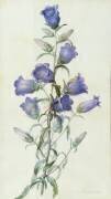 Campanula (Pierre Joseph Redouté) - Muzeo.com