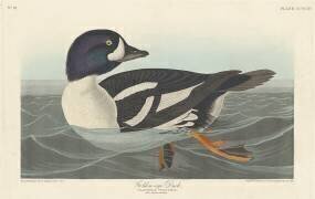 Canard aux yeux d'or (John James Audubon) - Muzeo.com