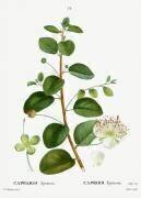 Caper bush (Pierre Joseph Redouté) - Muzeo.com