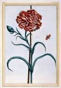 Carnation (Pierre-Joseph Buchoz) - Muzeo.com