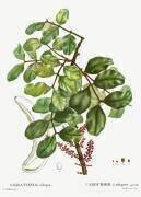Ceratonia siliqua (Pierre Joseph Redouté) - Muzeo.com