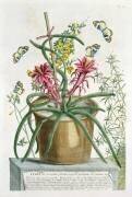 Cereus Minimus (Georg Dionysius Ehret) - Muzeo.com