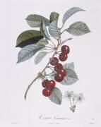 Cerisier (Pierre Jean Francois Turpin) - Muzeo.com
