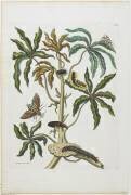 Chenilles et insectes à feuillage (Maria Sibylla Graff Merian) - Muzeo.com