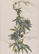 Clématite d'Amérique à cinq feuilles ou fleur de la Passion (Nicolas Robert) - Muzeo.com