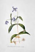 Clematis : Integrafolia (Georg Dionysius Ehret) - Muzeo.com