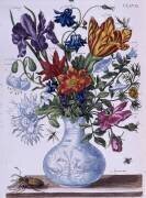 Coccinelle et différentes fleurs (Maria Sibylla Graff Merian) - Muzeo.com