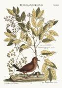 Colombe à queue noire (Mark Catesby) - Muzeo.com
