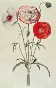Coquelicots : Maïs (Georg Dionysius Ehret) - Muzeo.com
