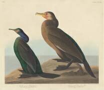Cormoran vert-violet et Cormoran de Townsend (John James Audubon) - Muzeo.com