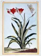 Cornlily (Pierre-Joseph Buchoz) - Muzeo.com