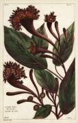 Cornucopian shrub (Dupin) - Muzeo.com