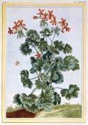 Cranesbill (Pierre-Joseph Buchoz) - Muzeo.com