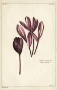Crocus d'automne (Dupin) - Muzeo.com