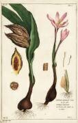 Crocus d'automne (Dupin) - Muzeo.com