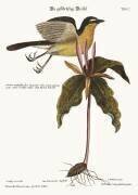 Culblanc à la poitrine jaune (Mark Catesby) - Muzeo.com