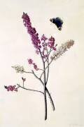 Daphne Mezereum avec papillon (Georg Dionysius Ehret) - Muzeo.com