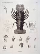 Description de l'Egypte : Zoologie, crustacé : homard (Salvatore Tresca) - Muzeo.com