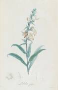 Description des plantes rares que l'on cultive à Navarre et à Malmaison (Pierre Joseph Redouté) - Muzeo.com
