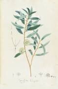 Description des plantes rares que l'on cultive à Navarre et à Malmaison (Pierre Joseph Redouté) - Muzeo.com