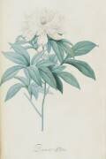 Description des plantes rares que l'on cultive à Navarre et à Malmaison (Pierre Joseph Redouté) - Muzeo.com