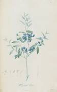 Description des plantes rares que l'on cultive à Navarre et à Malmaison (Pierre Joseph Redouté) - Muzeo.com