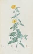 Description des plantes rares que l'on cultive à Navarre et à Malmaison (Pierre Joseph Redouté) - Muzeo.com
