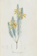 Description des plantes rares que l'on cultive à Navarre et à Malmaison (Pierre Joseph Redouté) - Muzeo.com